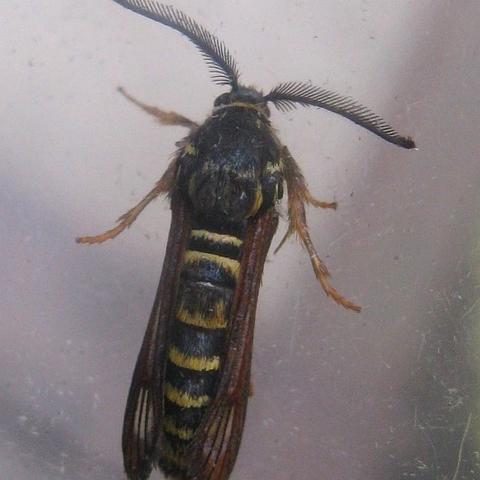 Detail Raspberry Crown Wasp Nomer 32