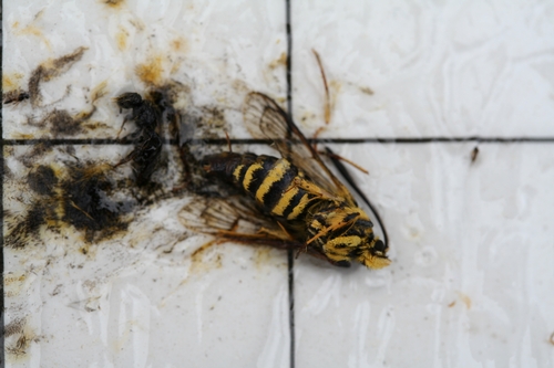 Detail Raspberry Crown Wasp Nomer 5
