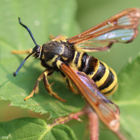 Detail Raspberry Crown Wasp Nomer 35