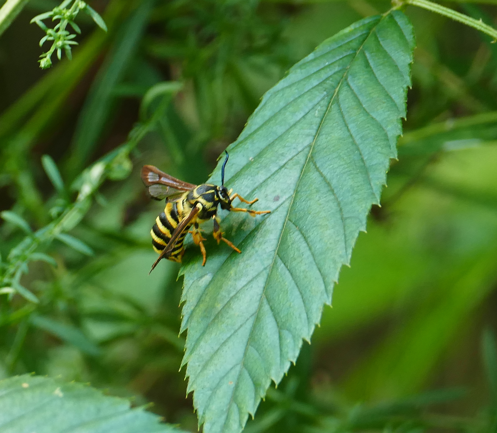 Detail Raspberry Crown Wasp Nomer 36
