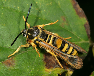 Detail Raspberry Crown Wasp Nomer 38