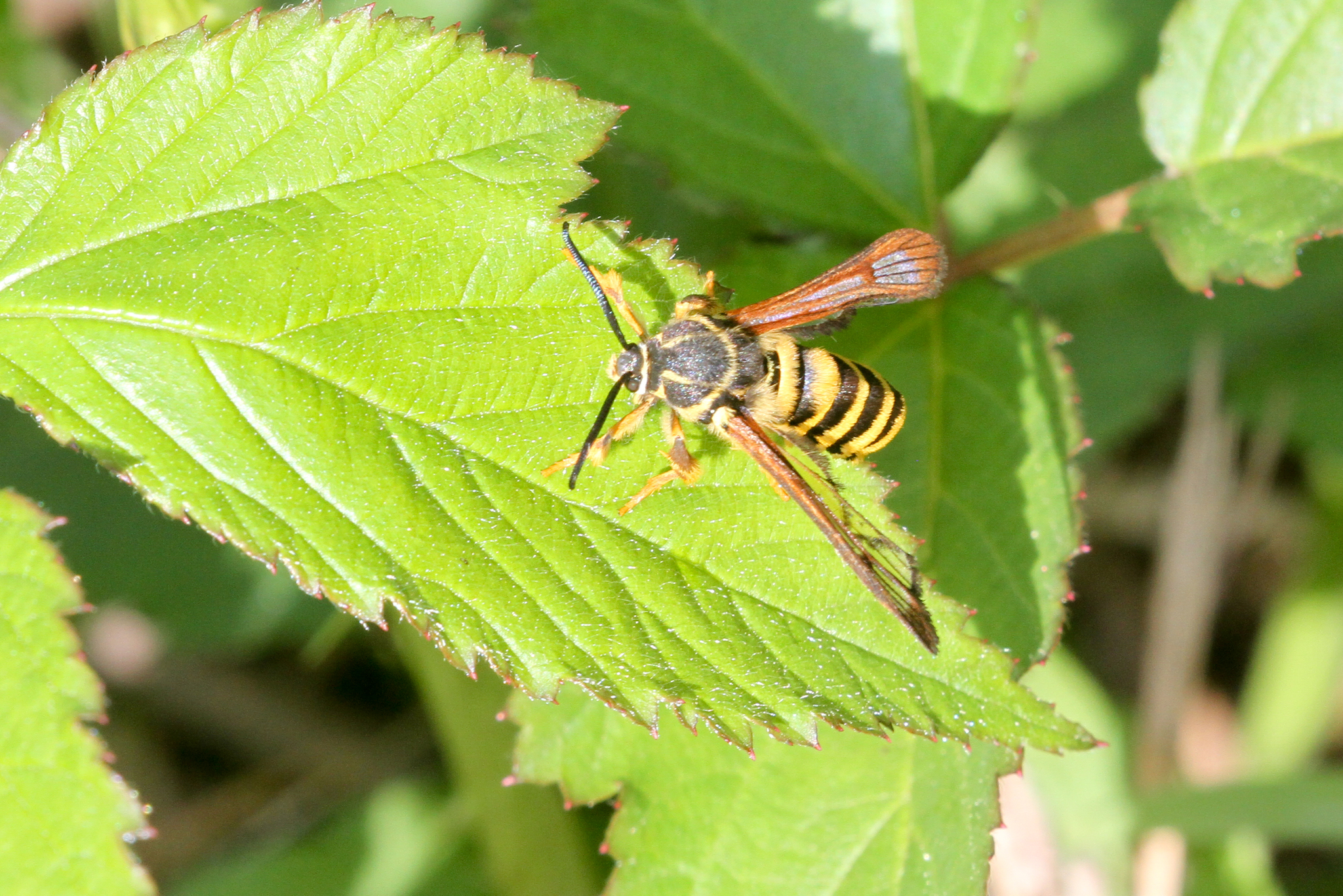 Detail Raspberry Crown Wasp Nomer 39