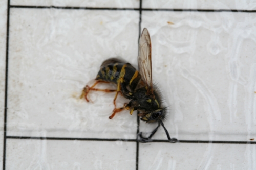 Detail Raspberry Crown Wasp Nomer 40