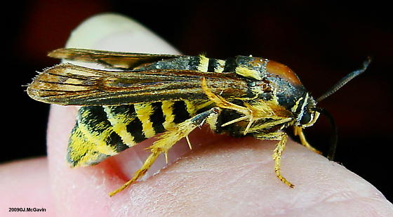 Detail Raspberry Crown Wasp Nomer 41