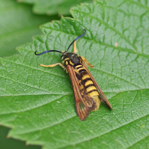 Detail Raspberry Crown Wasp Nomer 6