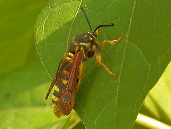 Detail Raspberry Crown Wasp Nomer 43