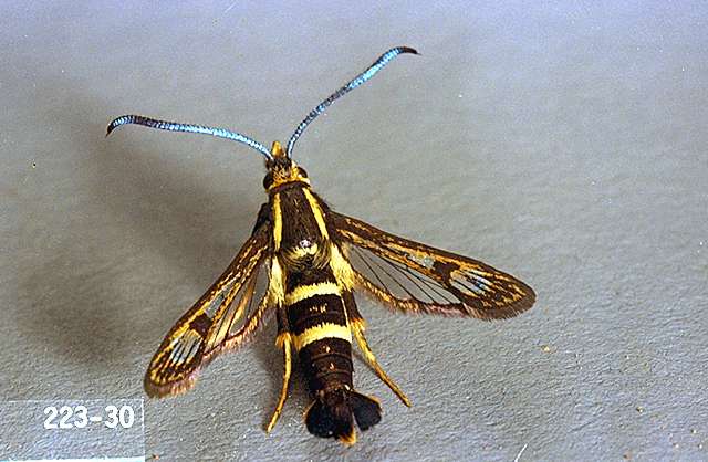 Detail Raspberry Crown Wasp Nomer 46