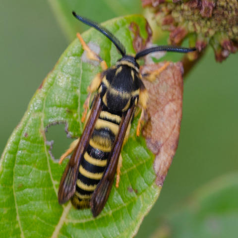 Detail Raspberry Crown Wasp Nomer 48