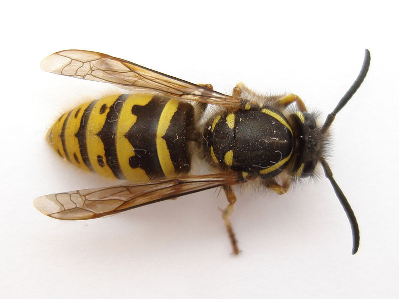 Detail Raspberry Crown Wasp Nomer 7