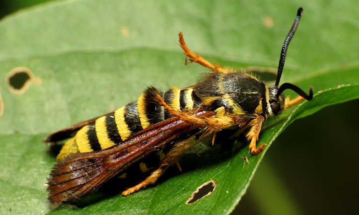 Detail Raspberry Crown Wasp Nomer 8