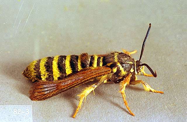 Detail Raspberry Crown Wasp Nomer 9