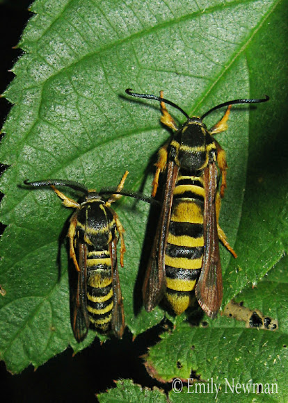 Detail Raspberry Crown Wasp Nomer 10
