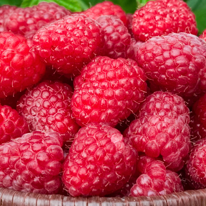 Detail Raspberry Fruit Images Nomer 12