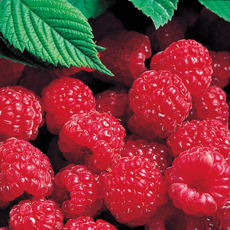 Detail Raspberry Fruit Images Nomer 26