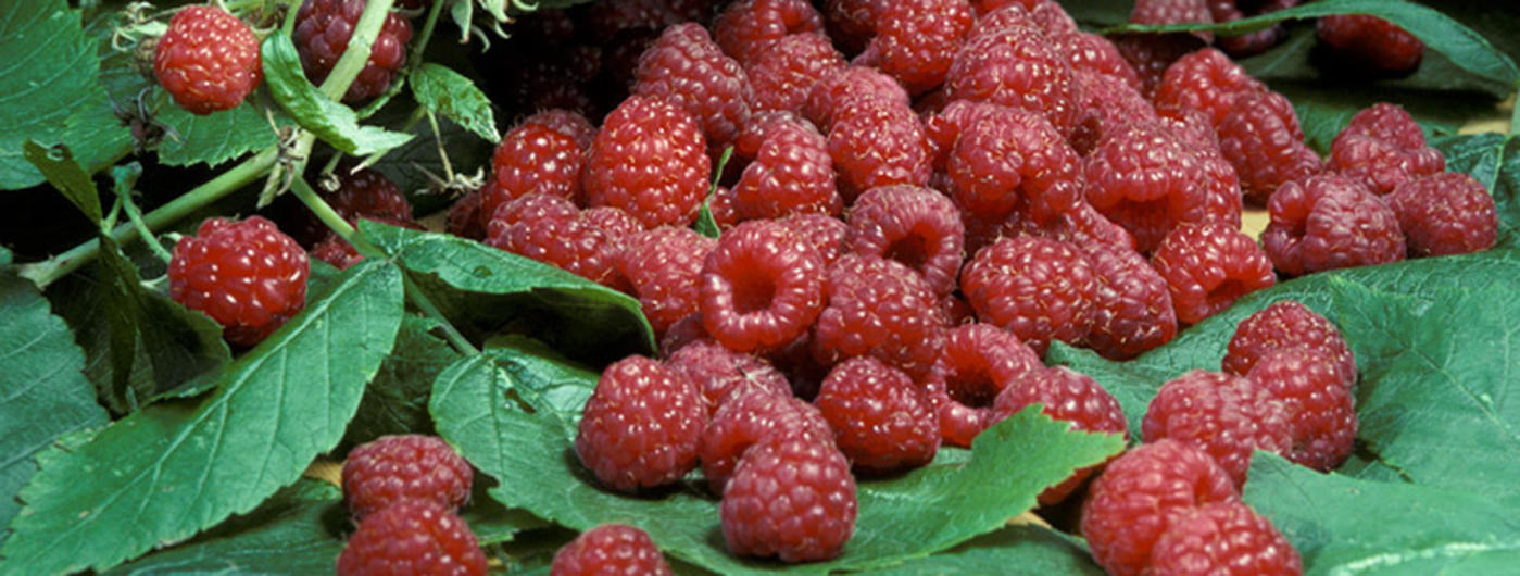 Detail Raspberry Fruit Images Nomer 39