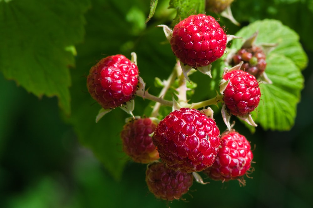 Detail Raspberry Fruit Images Nomer 42