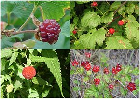 Detail Raspberry Fruit Picture Nomer 40