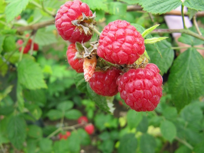 Raspberry Hutan - KibrisPDR