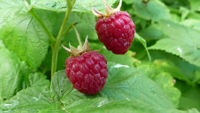 Detail Raspberry Hutan Nomer 2