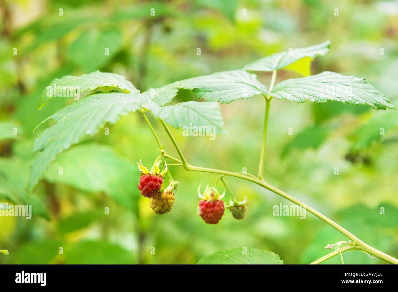 Detail Raspberry Hutan Nomer 10