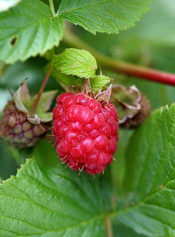 Detail Raspberry Hutan Nomer 14