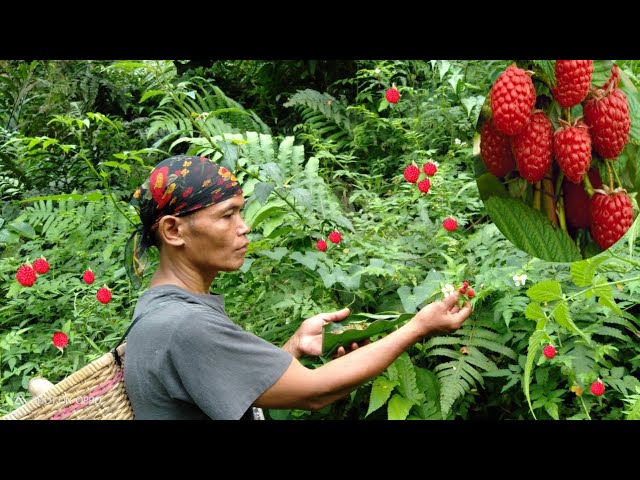 Detail Raspberry Hutan Nomer 15