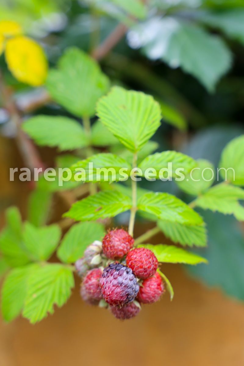 Detail Raspberry Hutan Nomer 17