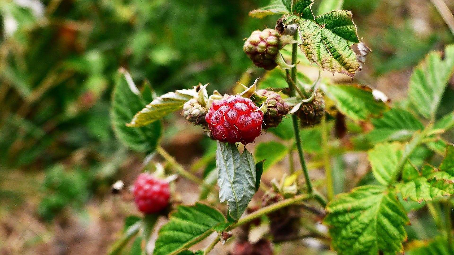 Detail Raspberry Hutan Nomer 3