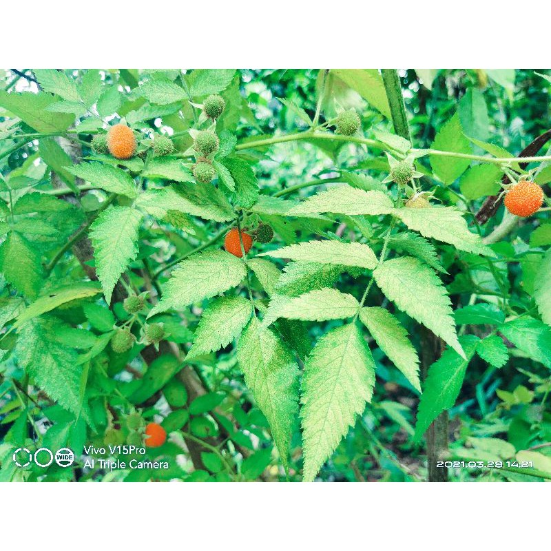 Detail Raspberry Hutan Nomer 22