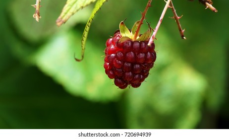 Detail Raspberry Hutan Nomer 25