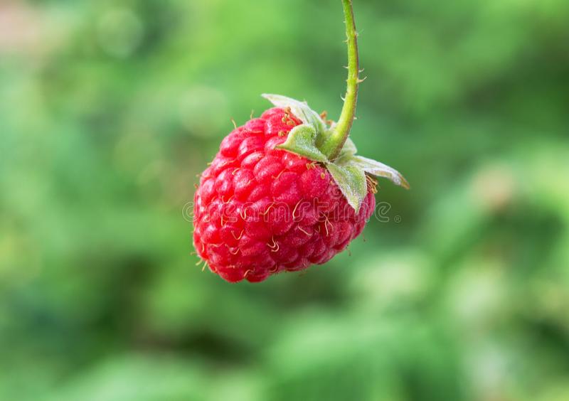 Detail Raspberry Hutan Nomer 4