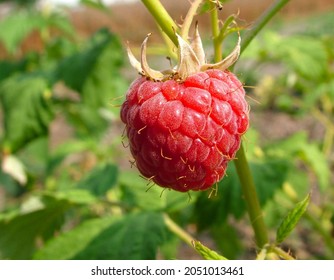 Detail Raspberry Hutan Nomer 27