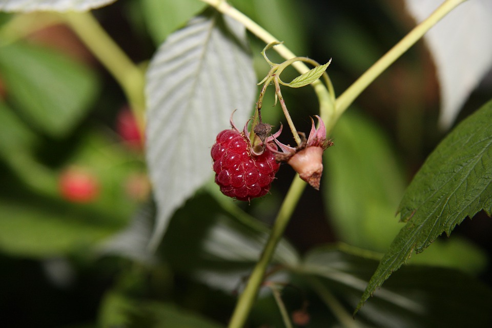 Detail Raspberry Hutan Nomer 33