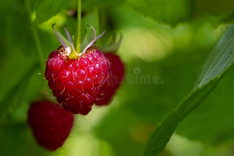 Detail Raspberry Hutan Nomer 35