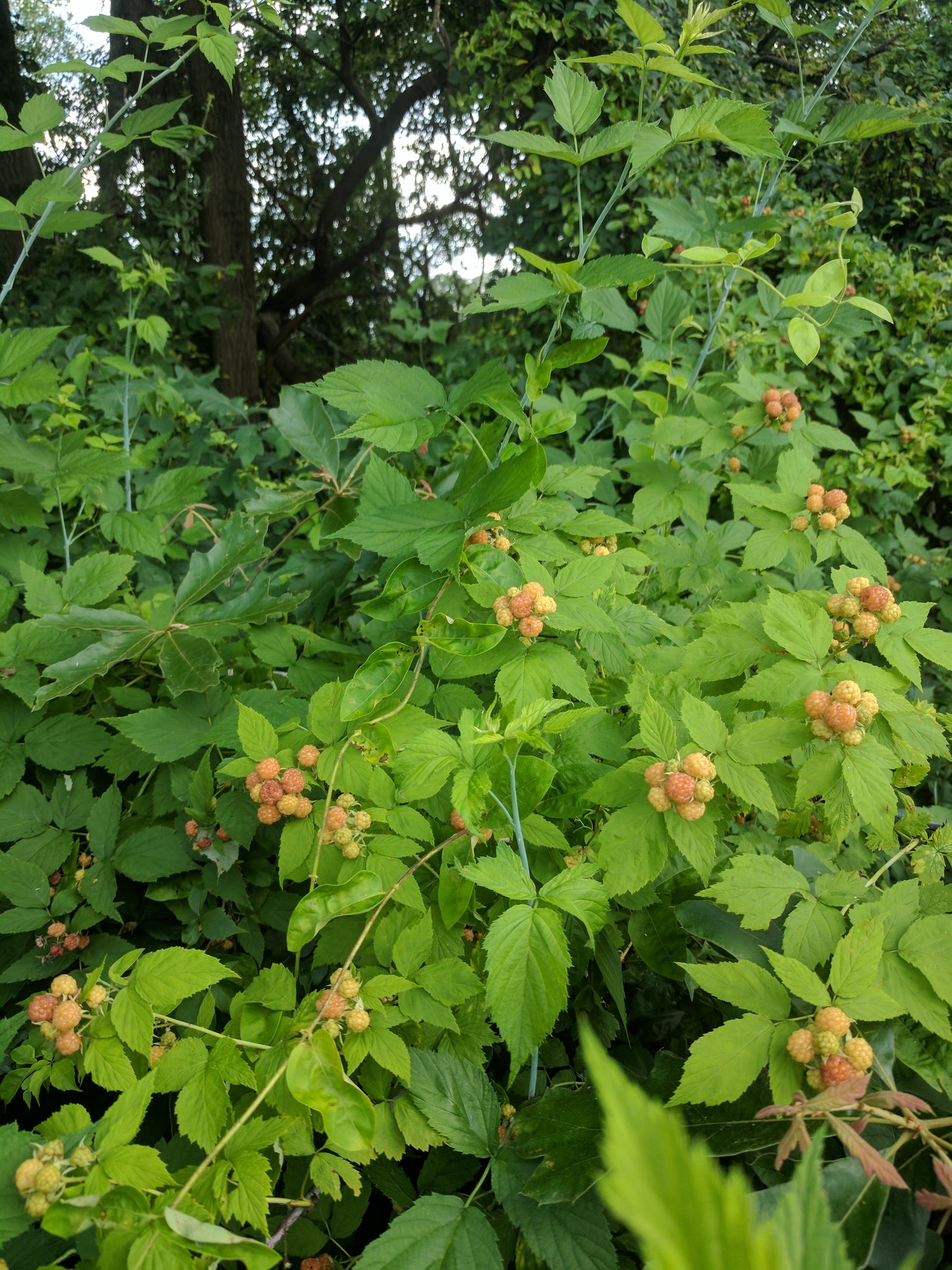 Detail Raspberry Hutan Nomer 6