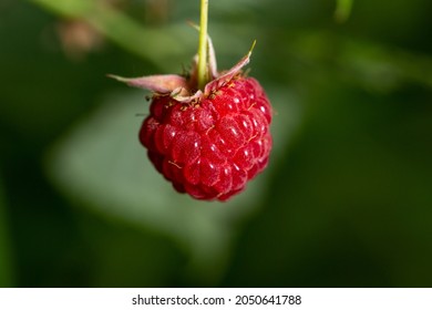 Detail Raspberry Hutan Nomer 45