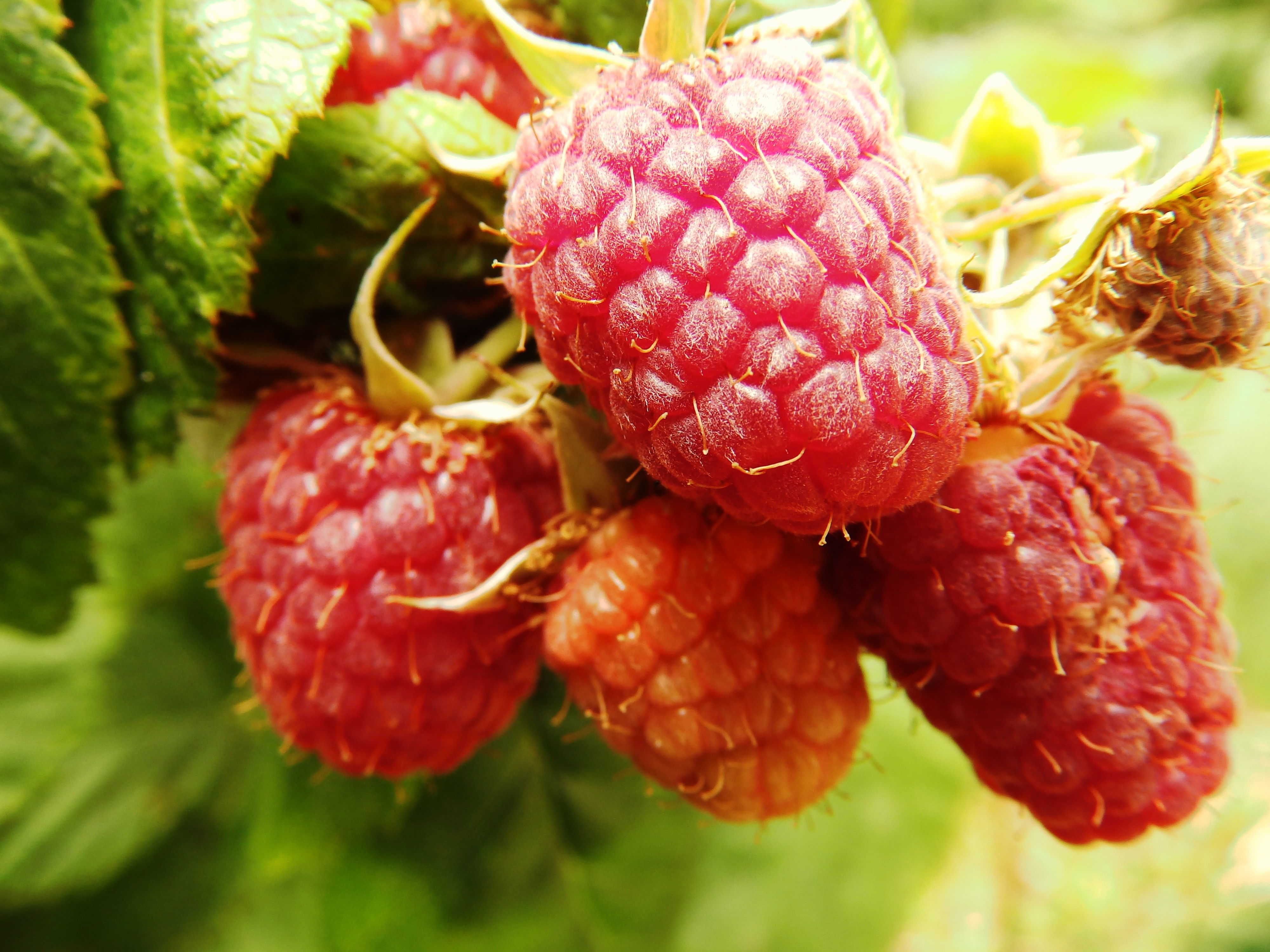 Detail Raspberry Hutan Nomer 7