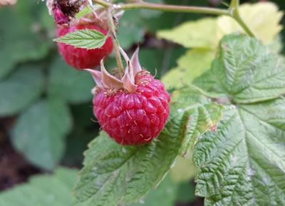 Detail Raspberry Hutan Nomer 8