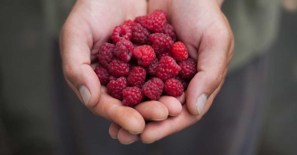 Detail Raspberry Images Nomer 16