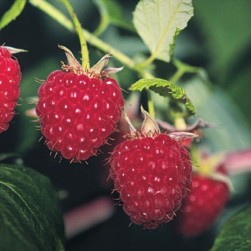 Detail Raspberry Images Nomer 18