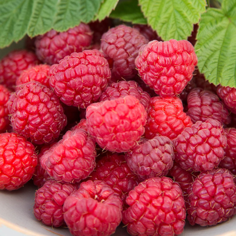 Detail Raspberry Images Nomer 19