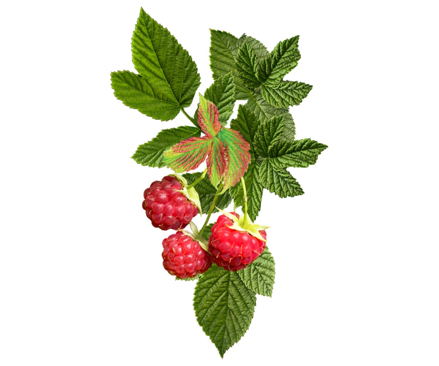 Detail Raspberry Images Nomer 23
