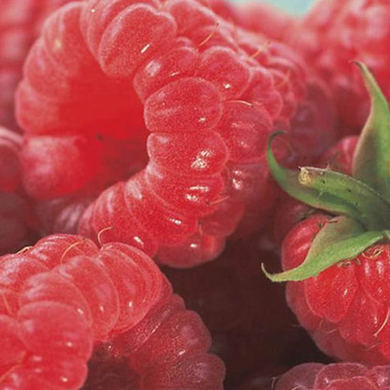 Detail Raspberry Images Nomer 26