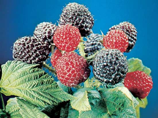Detail Raspberry Images Nomer 30