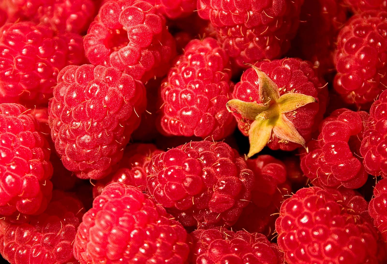 Detail Raspberry Images Nomer 4