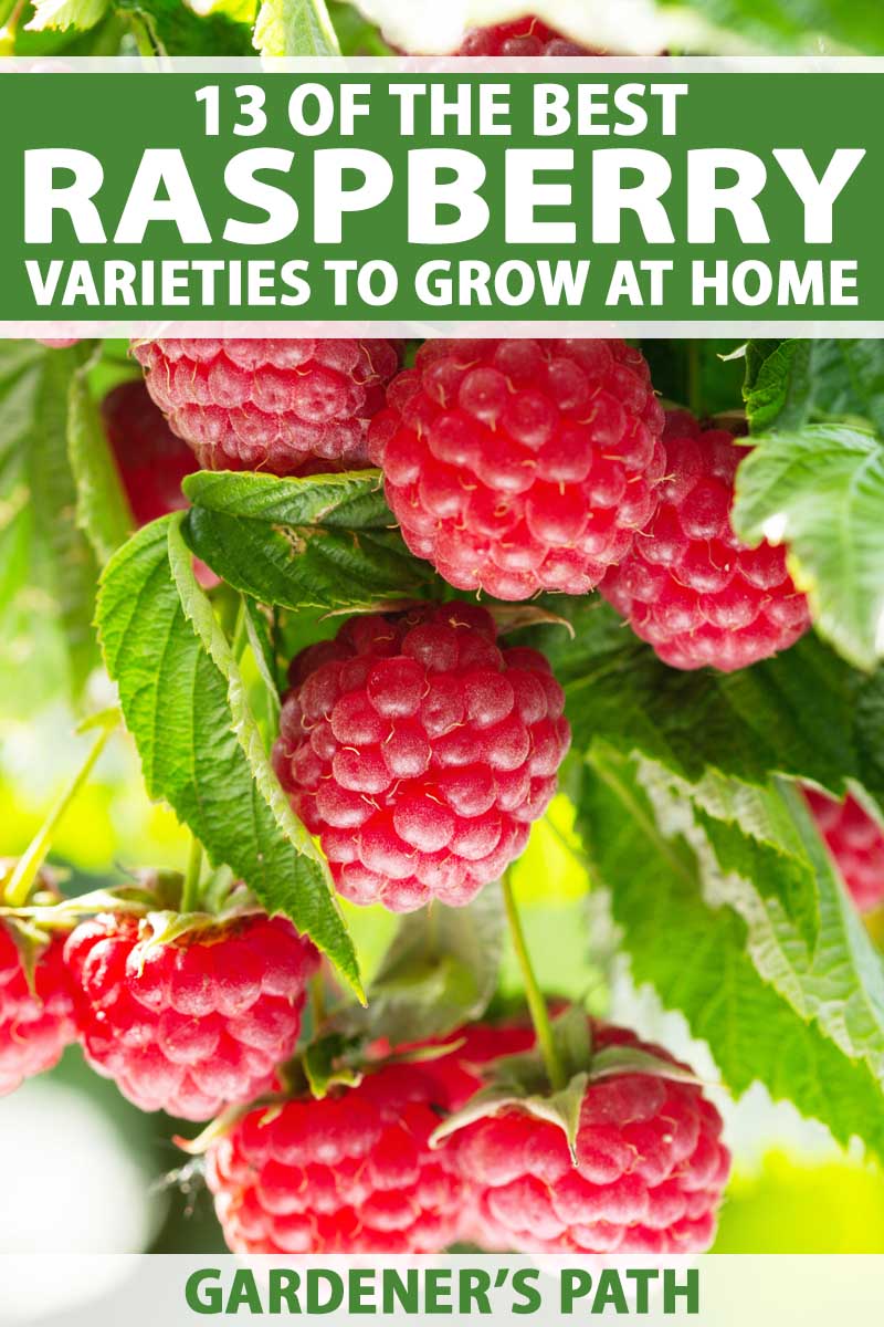 Detail Raspberry Images Nomer 34