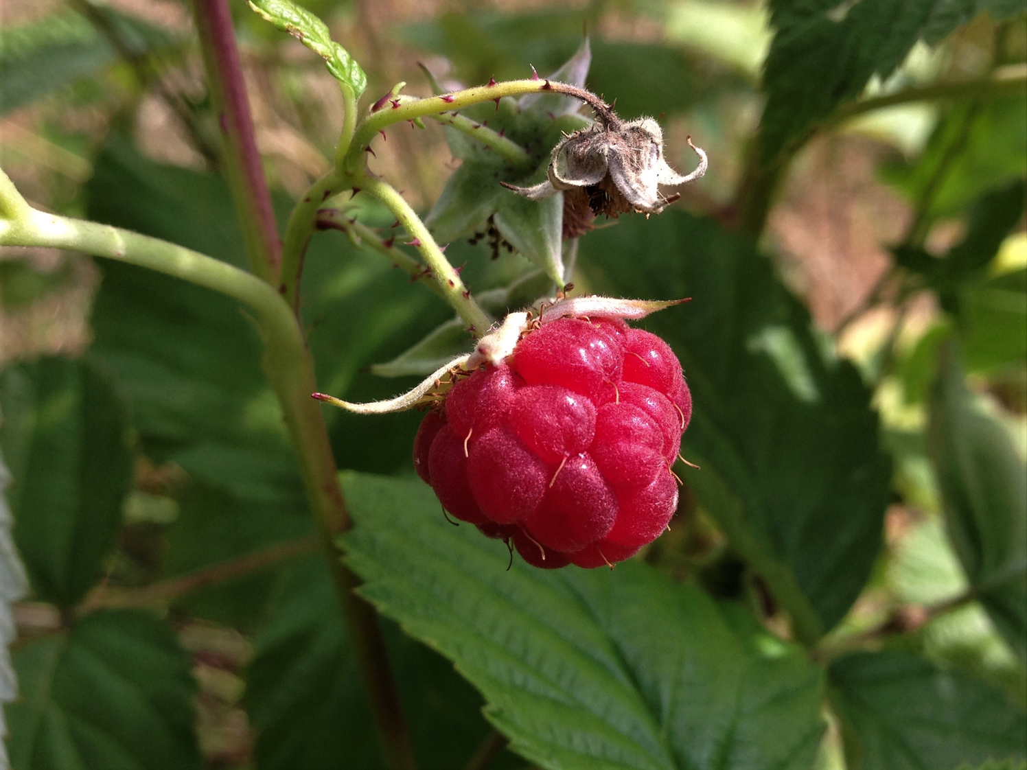 Detail Raspberry Images Nomer 38