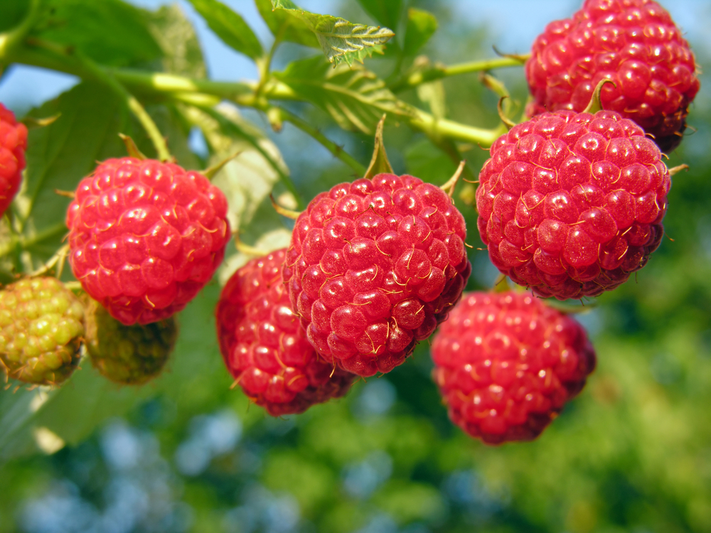 Detail Raspberry Images Nomer 42