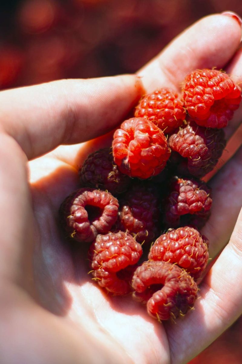 Detail Raspberry Images Nomer 49