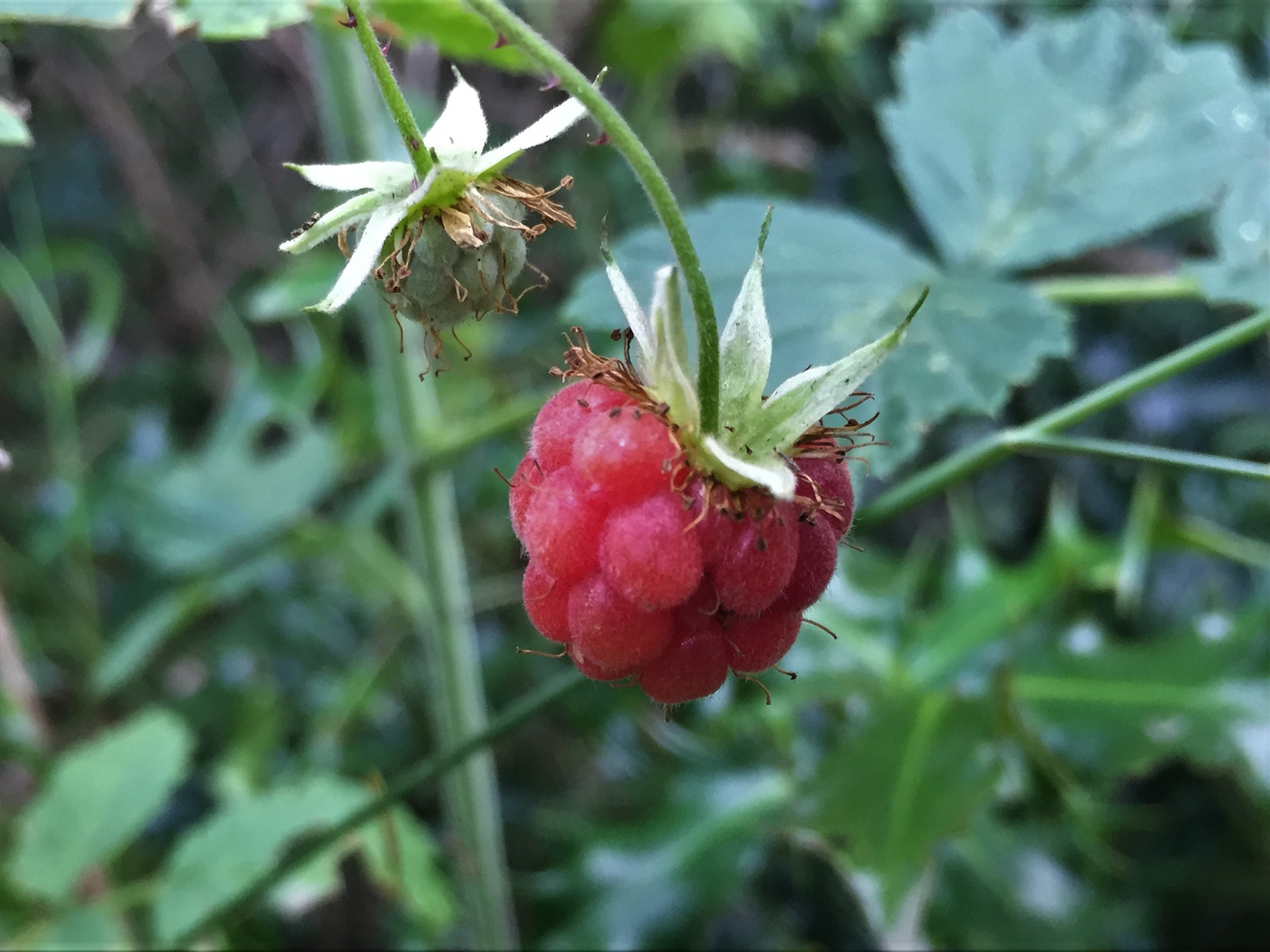 Detail Raspberry Images Nomer 51